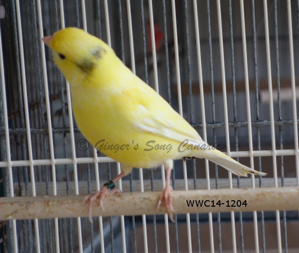 Canaries Available For Sale
