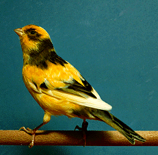 [ American Singer Canary ]