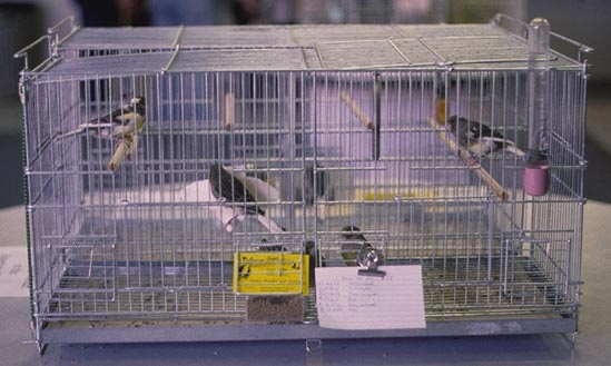 [ Hens For Sale ]