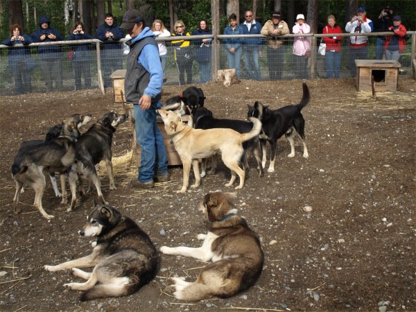 [ alaskahuskies1 ]