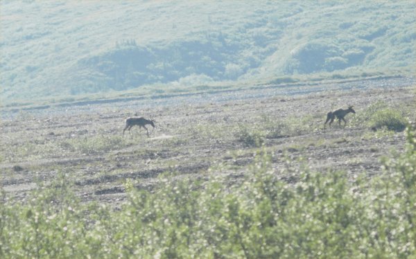 [ caribou1 ]