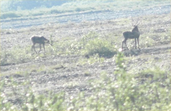[ caribou2 ]