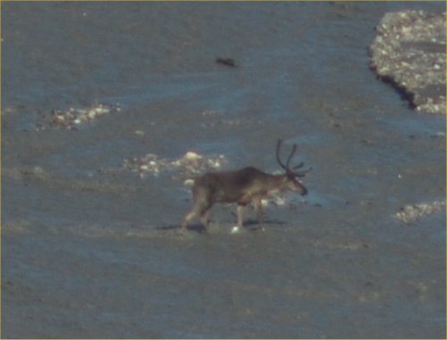 [ caribou3 ]