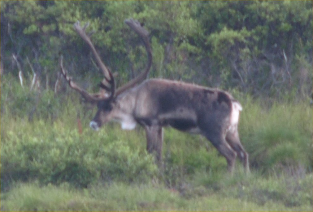 [ caribou4 ]