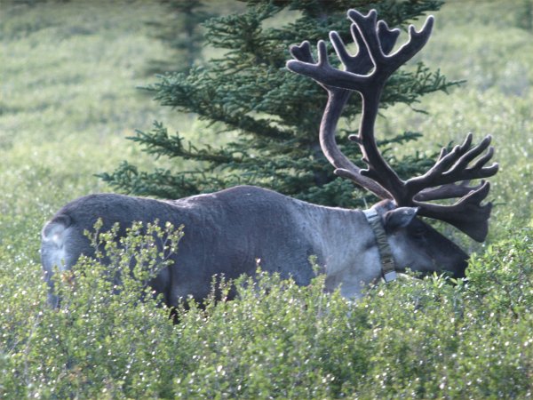 [ caribou5 ]