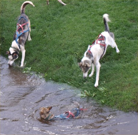 [ dogs1 ]
