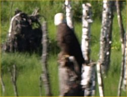 [ eagle ]