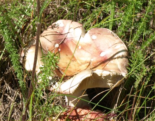 [ funguscup ]