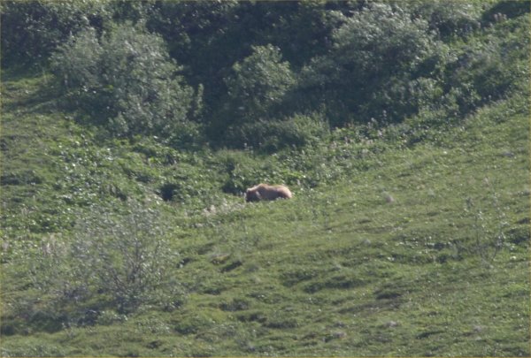 [ grizzly1 ]