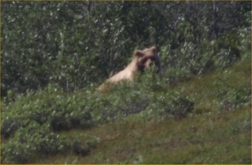 [ grizzly2 ]