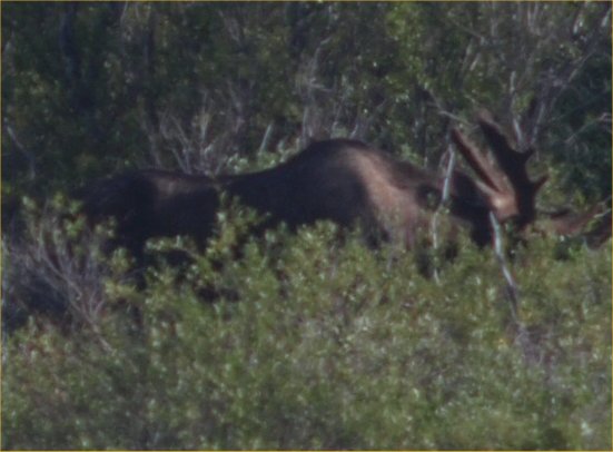 [ moose ]