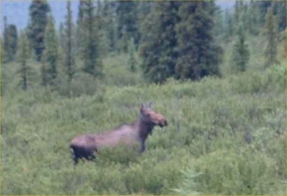 [ moosecow ]