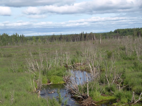 [ north dead trees ]