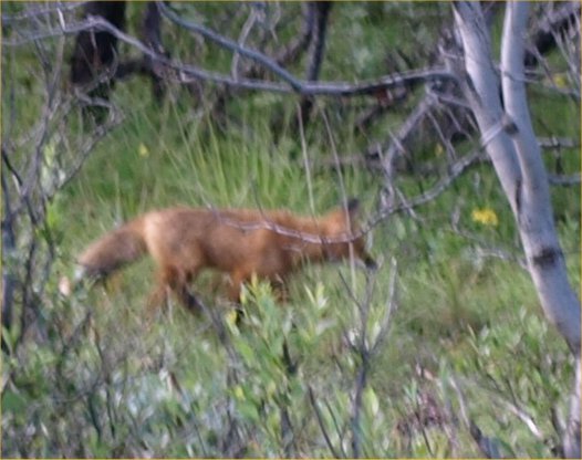 [ redfox ]