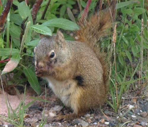[ redsquirrel ]