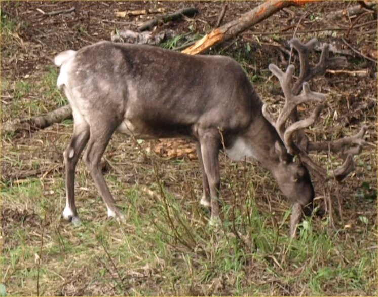 [ reindeer2 ]
