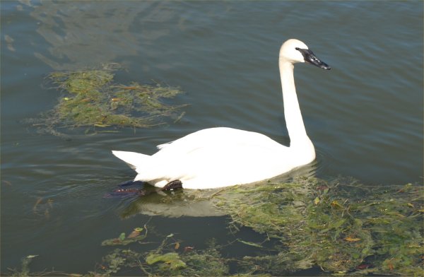 [ Botanic Gardens ]