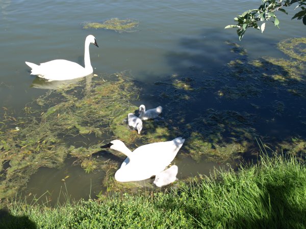 [ Botanic Gardens ]