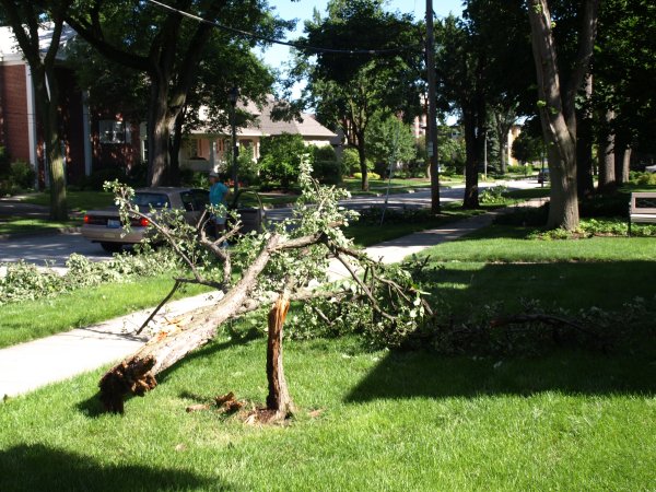 [ Storm Damaged Tree ]