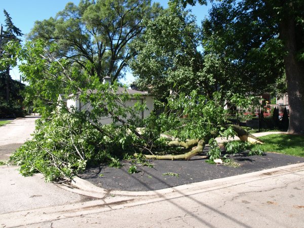 [ Storm Damaged Tree ]