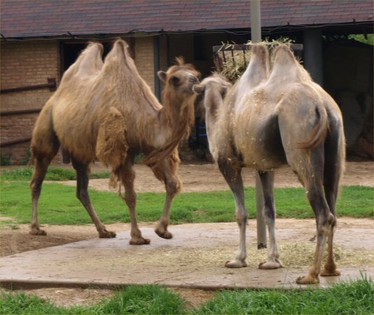 [ Brookfield Zoo Photo ]