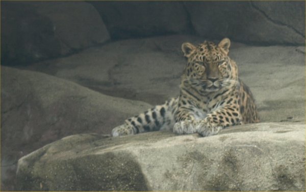[ Brookfield Zoo Photo ]