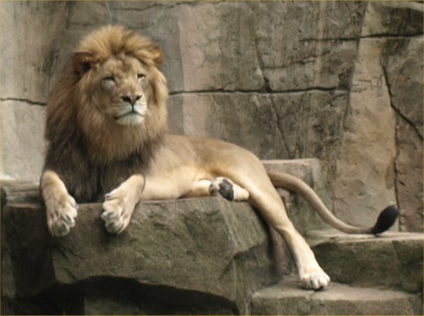 [ Brookfield Zoo Photo ]