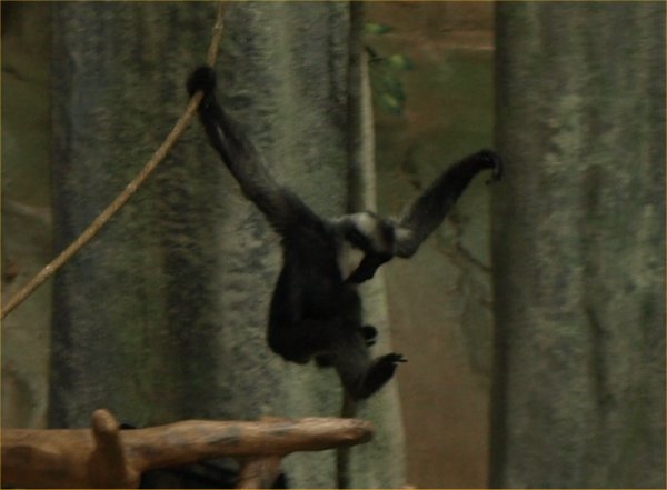 [ Brookfield Zoo Photo ]