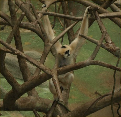 [ Brookfield Zoo Photo ]
