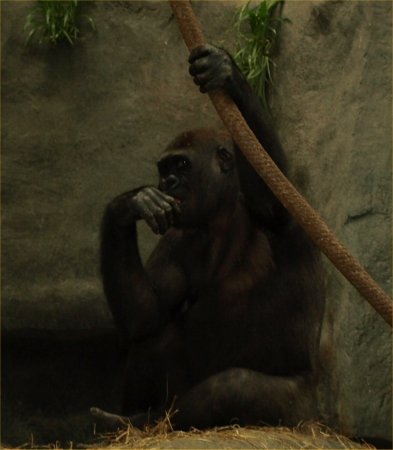 [ Brookfield Zoo Photo ]