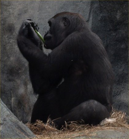 [ Brookfield Zoo Photo ]