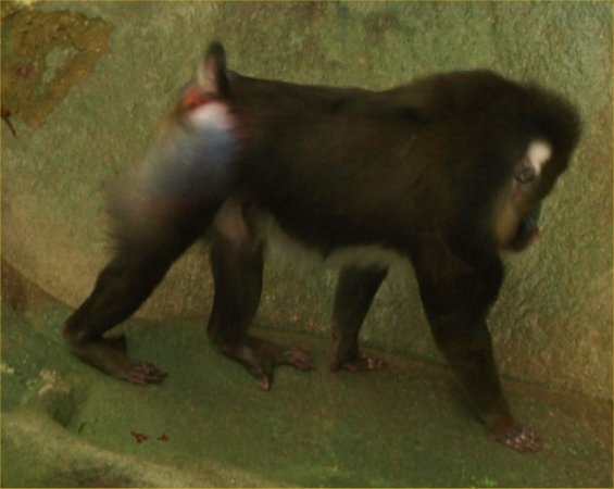 [ Brookfield Zoo Photo ]