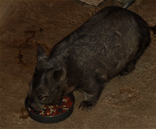 [ Brookfield Zoo Photo ]