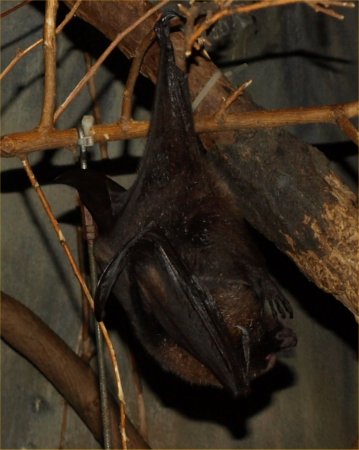 [ Brookfield Zoo Photo ]