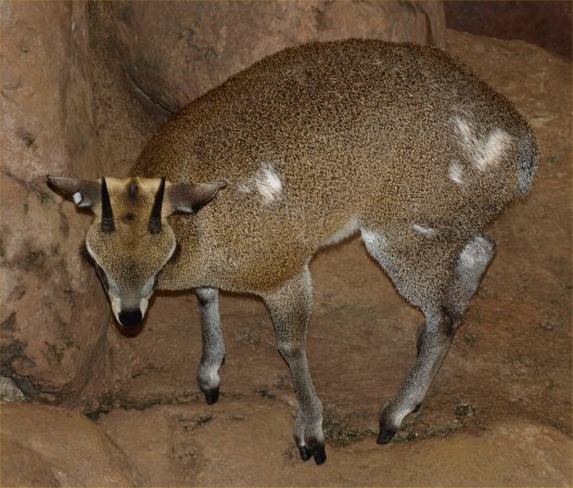 [ Brookfield Zoo Photo ]