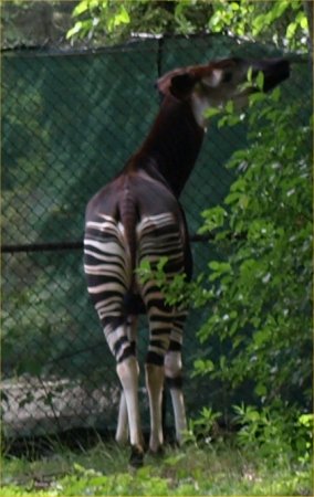 [ Brookfield Zoo Photo ]