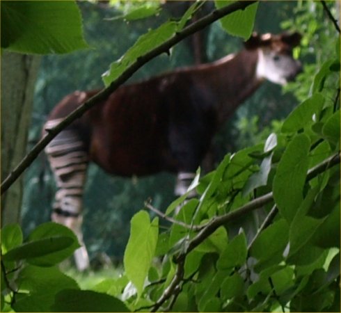 [ Brookfield Zoo Photo ]