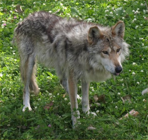 [ Brookfield Zoo Photo ]