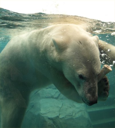 [ Brookfield Zoo Photo ]