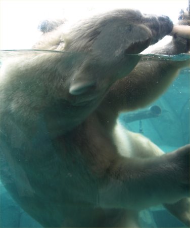 [ Brookfield Zoo Photo ]