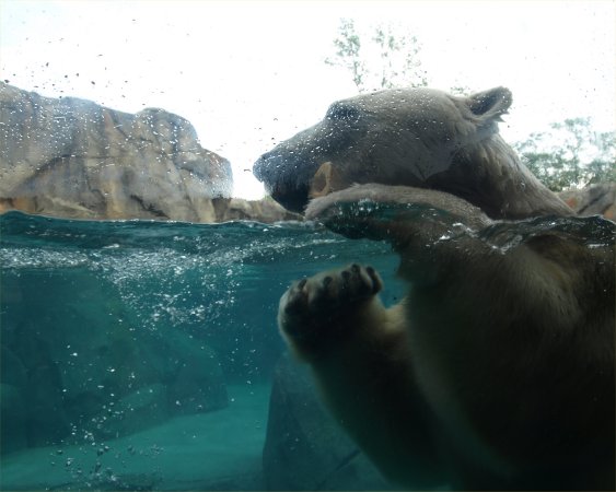 [ Brookfield Zoo Photo ]