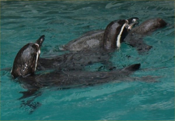[ Brookfield Zoo Photo ]