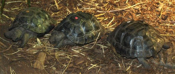 [ Brookfield Zoo Photo ]