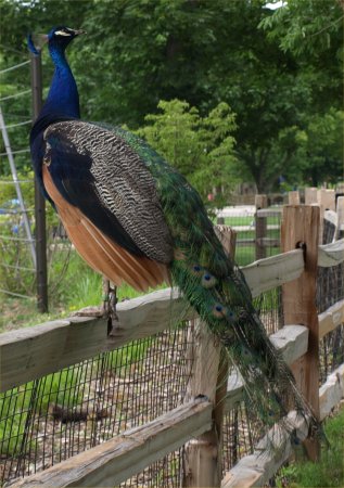 [ Brookfield Zoo Photo ]