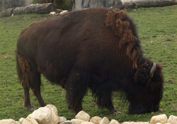 [ Brookfield Zoo Photo ]