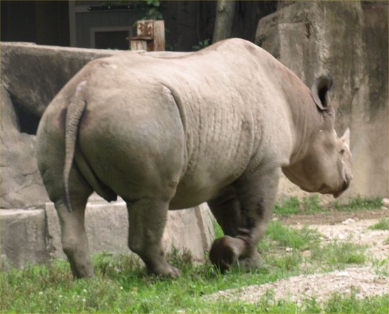 [ Brookfield Zoo Photo ]