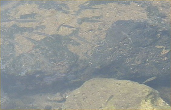 [ Tidepool Fish ]