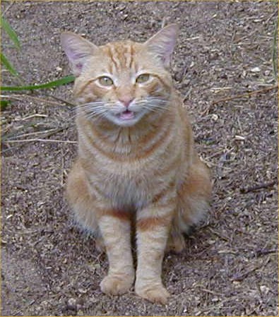 [ Cat in Makena ]