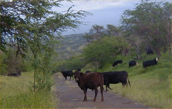 [ Cows ]