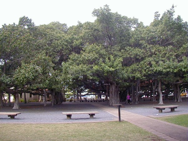 [ Banyan Tree ]